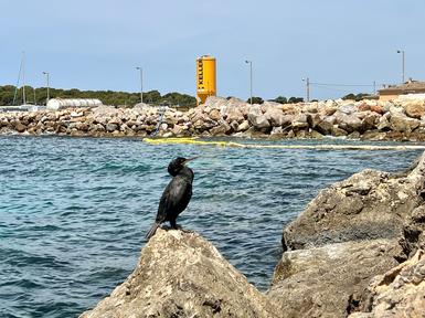 Cimentaciones profundas y mejora de suelos